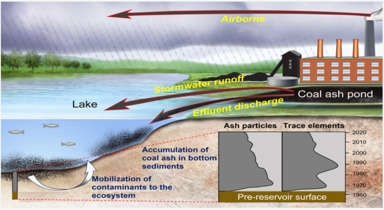This infographic displays a coal-fired plant next to a lake. The plant emits smoke from its stacks, which releases airborne ash that travels over the green surrounding landscape. Falling rain then washes that ash into the lake. Next to the plant is a black coal ash pond that releases ash into the lake via stormwater runoff and effluent discharge. A few fish swim in the lake, black ash accumulates in bottom sediments, and the contaminants are then mobilized into the ecosystem. An inset shows how the cores that were collected from the lake bottoms show the prereservoir surface and distinct phases of ash particle and trace element emplacement.